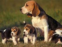 How Are Beagles as Pets?