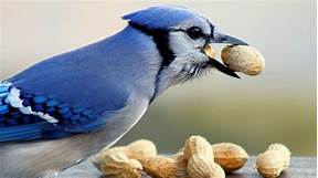 Can a Blue Jay Be a Pet?