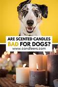 Are Candles Bad for Pets?