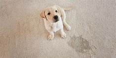 How to Get Pet Pee Stains Out of Carpet