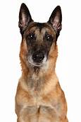 Are Malinois Good Pets?