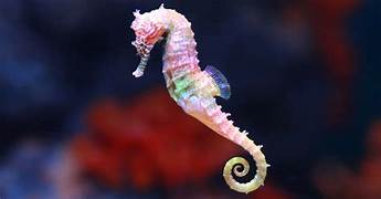 Can You Have Seahorses as Pets?