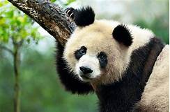 Can We Keep Pandas as Pets?