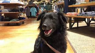 Are Pets Allowed in Bass Pro Shops?