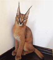 Can a Caracal Cat be a Pet?