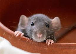 How Long Do Pet Rats Live For?