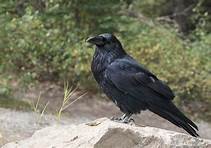 How Do I Get a Pet Raven?