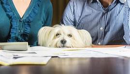 Are Pets Deductible on Taxes?