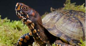 Can You Have a Box Turtle As a Pet?