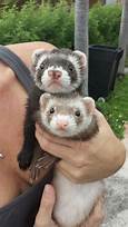 Are Ferrets Exotic Pets?