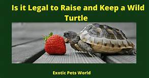 Can You Keep a Wild Turtle as a Pet