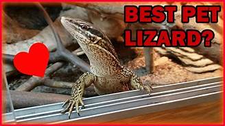 Do Monitor Lizards Make Good Pets?