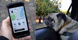 Are Pets Allowed on Uber?