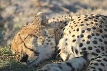 Can Cheetahs Be Pets?