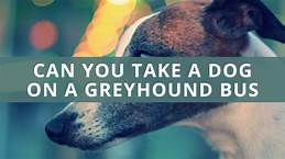 Can You Take a Pet on a Greyhound Bus?