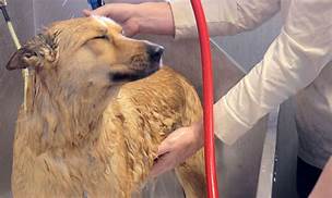 DIY Pet Grooming Services for Convenience and Cost Savings