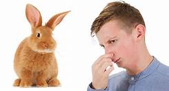 Do Pet Rabbits Stink?