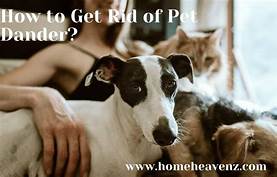 How to Get Rid of Pet Dander Allergy