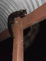 Can You Have a Pet Possum in California?