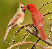Can You Have a Pet Cardinal?
