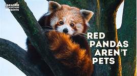 Is it Legal to Have a Pet Red Panda?