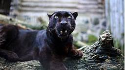 Do Panthers Make Good Pets?