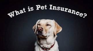 Do You Have to Have Pet Insurance?