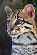 Can Ocelot Be a Pet?