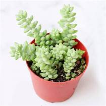 Are Succulents Pet Safe?