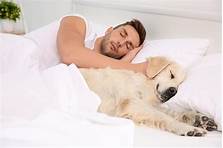 Does Sleep Inn Allow Pets?