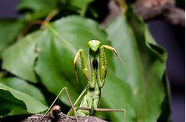 How Long Do Praying Mantis Live as Pets?