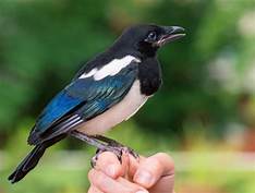 Can You Have a Magpie as a Pet?