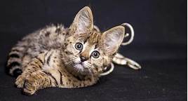 Do Savannah Cats Make Good Pets?