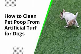 How to Clean Pet Turf
