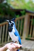 Can a Black-Throated Magpie Jay Be Kept as a Pet?