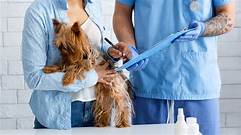 How Do Deductibles Work for Pet Insurance?