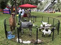 How Much Does It Cost to Rent a Petting Zoo?