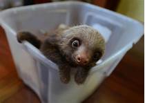 How Do I Get a Pet Sloth?