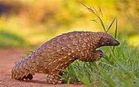 Can You Have a Pet Pangolin?