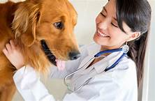 Can a Vet Refuse to Release Your Pet?