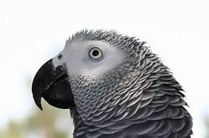 Are African Greys Good Pets?