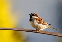 Can Sparrows Be Pets?
