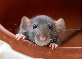 How Long Do Pet Rats Usually Live?