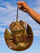 Can You Have a Pet Horseshoe Crab?