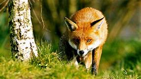 How Long Do Foxes Live as Pets?