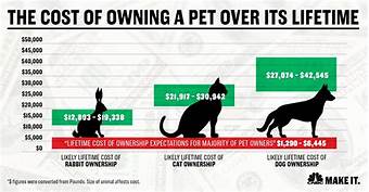 How Does Pet Insurance Work at the Vet?