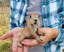 Can I Have a Prairie Dog as a Pet?