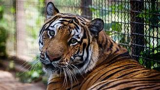 Can I Own a Tiger As a Pet?