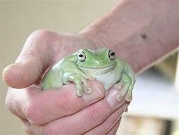 Can a Frog Be a Pet?