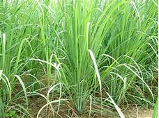 Is Lemon Grass Safe for Pets?